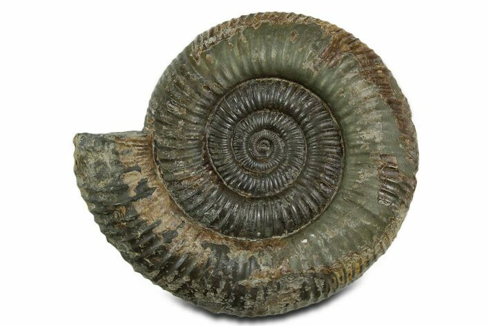 Jurassic Ammonite (Dactylioceras) Fossil - England #351160